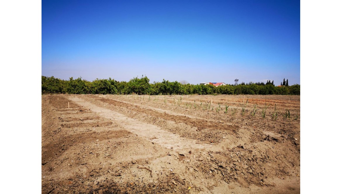 ZASMUSIC empieza a cultivar su propio Arundo donax